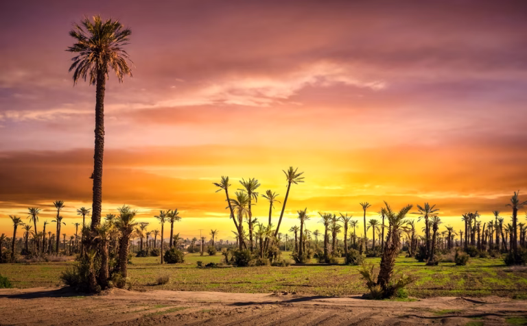 Explore the palm groves outside central Marrakesh by quad bike, bicycle or horseback