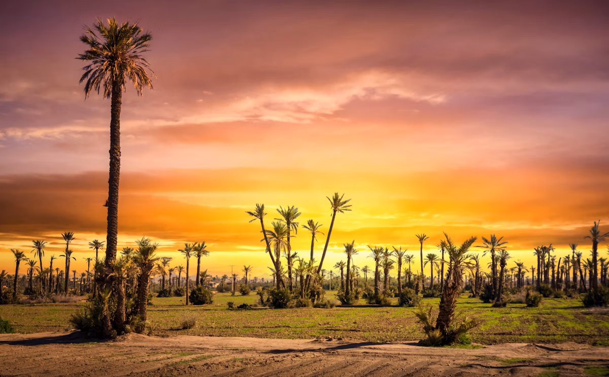 Explore the palm groves outside central Marrakesh by quad bike, bicycle or horseback