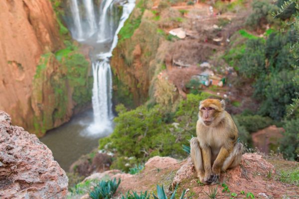 Ouzoud-Falls-monkey